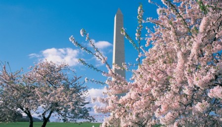 cherry blossom festival washington org