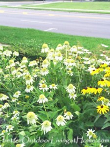 coconut-lime-coneflower-2