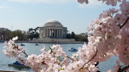 jefferson memorial cherry blossoms wash cbslocal com
